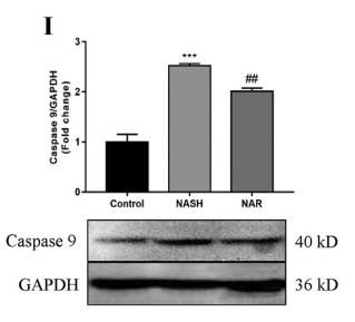 Caspase 9 Antibody - Fig.