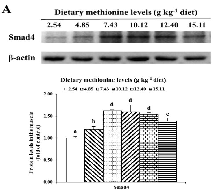 beta Actin Antibody - Fig.