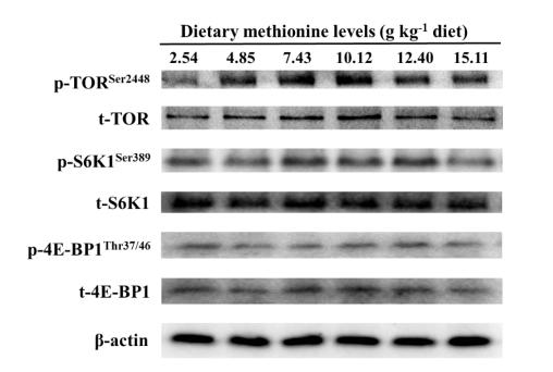 Phospho-mTOR (Ser2448) Antibody - Fig.