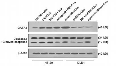 beta Actin Antibody - Fig.
