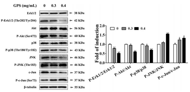 Phospho-AKT1/2/3 (Ser473) Antibody - Figure 6.