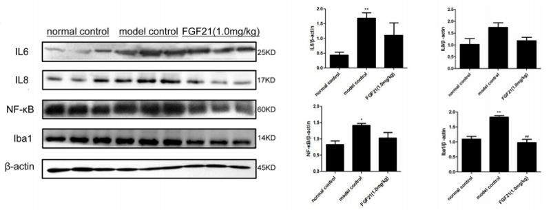 NF-kB p65 Antibody - Fig.