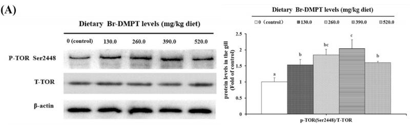 Phospho-mTOR (Ser2448) Antibody - Fig.