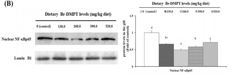 NF-kB p65 Antibody - Fig.