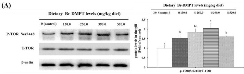 beta Actin Antibody - Fig.