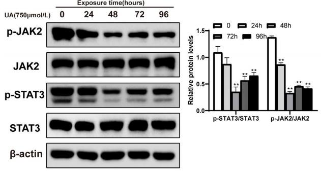 beta Actin Antibody - FIGURE 6 |Uric acid induces SREBP-1c activation and JAK2/STAT3 pathway inhibition in vitro.