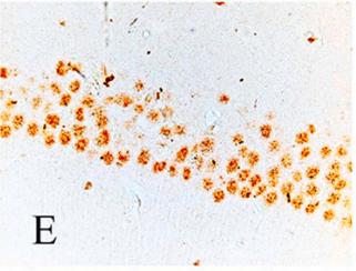 TNF alpha Antibody - Fig.