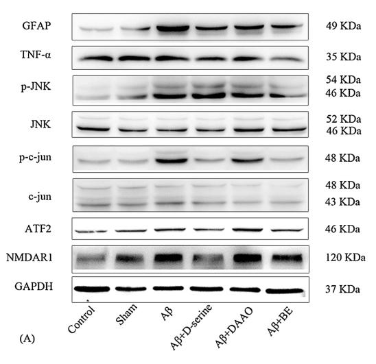 TNF alpha Antibody - Fig.