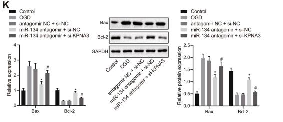 GAPDH Antibody - Fig.