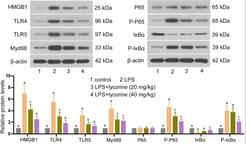 NF-kB p65 Antibody - Fig.