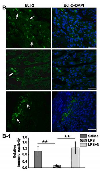 Bcl-2 Antibody - Fig.