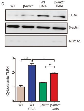 beta Actin Antibody - Fig.