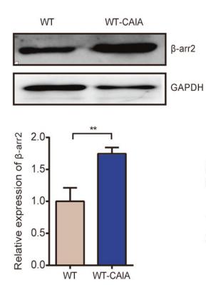 GAPDH Antibody - Fig.