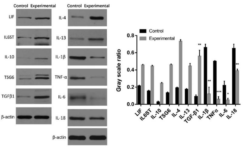 TGF beta 1 Antibody - Figure 3.