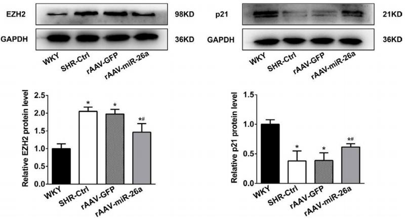 GAPDH Antibody - Figure 5.