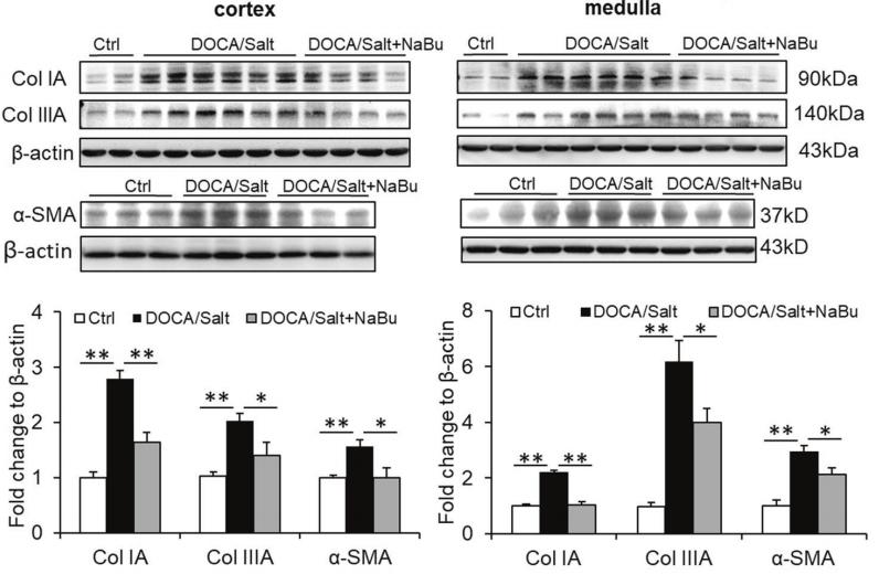 Collagen I Antibody - Fig.