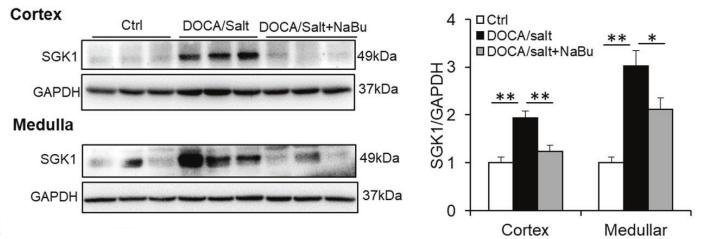 GAPDH Antibody - Fig.