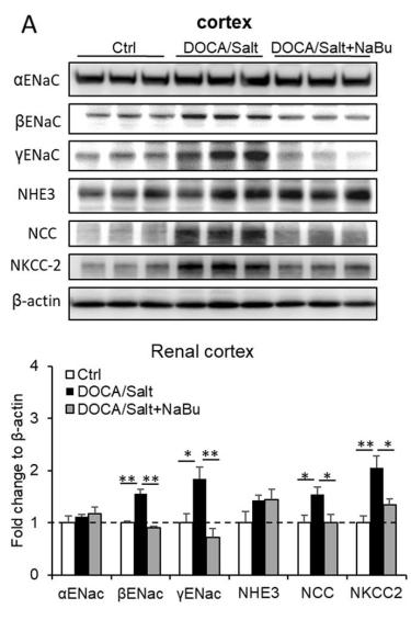 beta Actin Antibody - Fig.