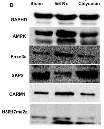 AMPK alpha Antibody - FIGURE 5|Effect of calycosin on the expression of CARM1 and H3R17me2a,and related proteins in rat muscles.