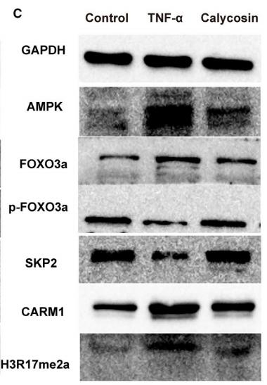 Caspase 1 Antibody - FIGURE 8| Effect of calycosin on the expression of proteins associated with the AMPK/SKP2/CARM1 signalling pathway in TNF-αinduced C2C12 cells in vitro.