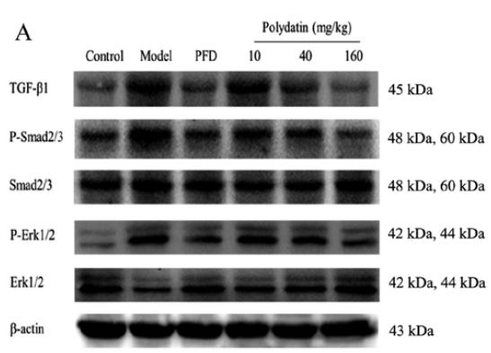 ERK1/2 Antibody - Figure 10.