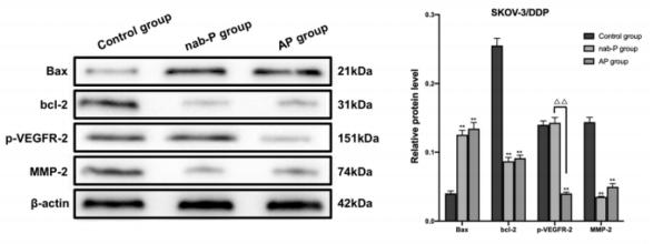Bcl-2 Antibody - Fig.
