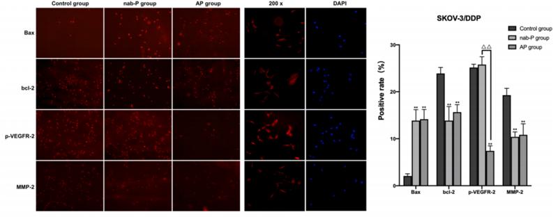 Bcl-2 Antibody - Fig.