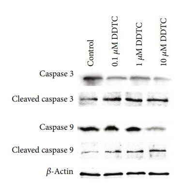 Cleaved-Caspase 9 (Asp353) Antibody - Figure 6: |The effect of DDTC on the expression of caspase 3, cleaved caspase 3, caspase 9, and cleaved caspase 9.