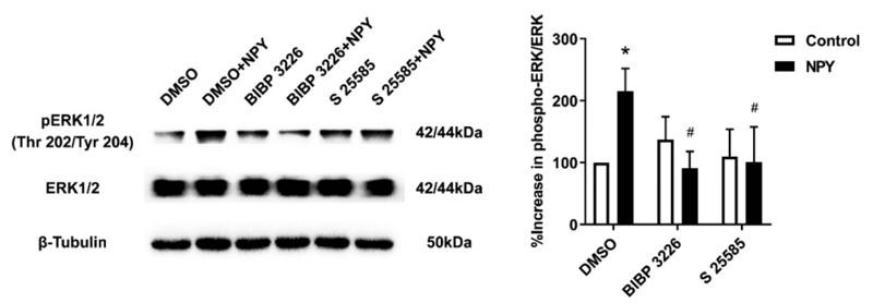 ERK1/2 Antibody - Fig.