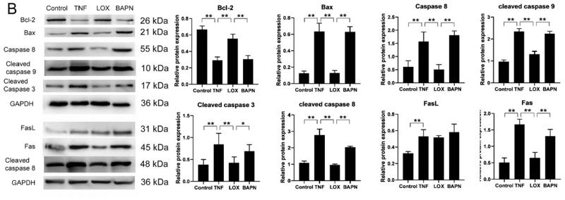 Cleaved-Caspase 9 (Asp353) Antibody - Fig.