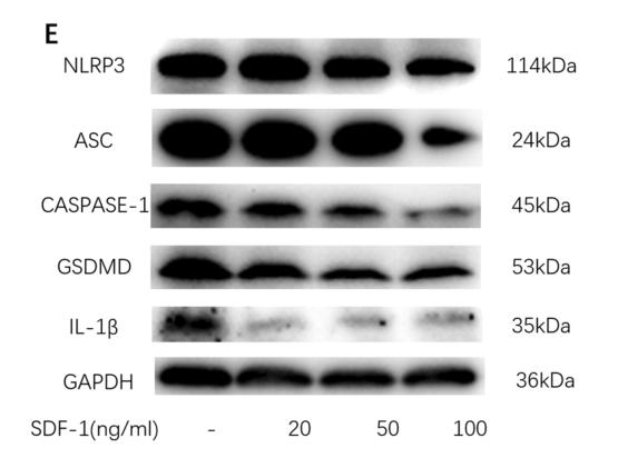 GSDMD Antibody - Fig.