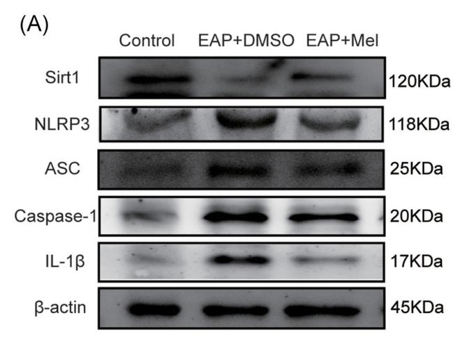 SirT1 Antibody - FIGURE 4 Melatonin decreased the expression of the NLRP3 inflammasome‐related proteins, IL‐1β, and activated the Sirt1 signaling
pathway in the EAP model.