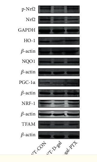 Phospho-Nrf2 (Ser40) Antibody - Figure 4
Effects of PTX administration on the expression of antioxidant and mitochondrial biogenesis-related genes in the hippocampus of D-gal-induced aging mice.