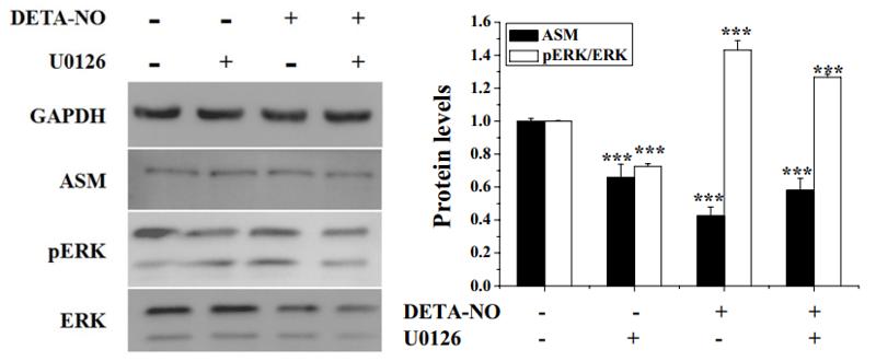 ERK1/2 Antibody - Fig.