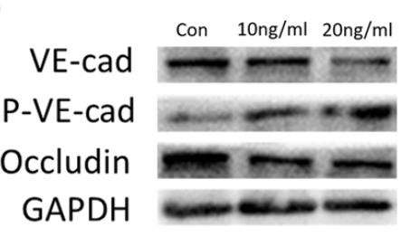 GAPDH Antibody - Figure 3.
