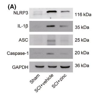 NLRP3 Antibody - FIGURE 4 |Treatment with zinc suppresses the NLRP3 inflammasome after SCI Mice were sacrificed on the third day after zinc administration.