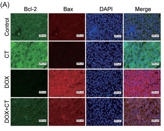 Bcl-2 Antibody - FIGURE 4 |Effect of CT on DOX‐induced hepatocyte apoptosis in rats.