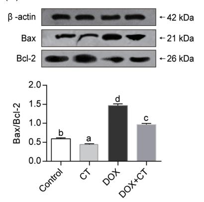 beta Actin Antibody - FIGURE 4 |Effect of CT on DOX‐induced hepatocyte apoptosis in rats.