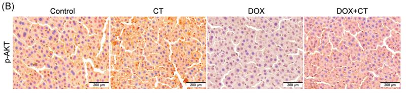 Phospho-AKT1/2/3 (Ser473) Antibody - FIGURE 5 |Effect of CT and DOX on the hepatic protein of PI3K/Akt signaling pathway in rats.