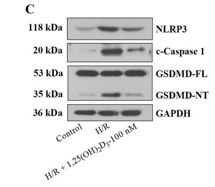 GSDMD Antibody - Fig.