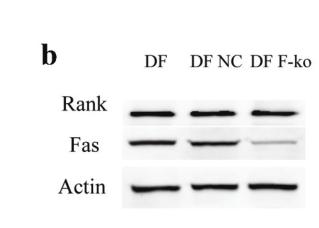 FAS Antibody - Figure 3.