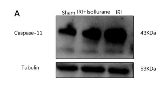 Caspase 4/11 Antibody - Fig.