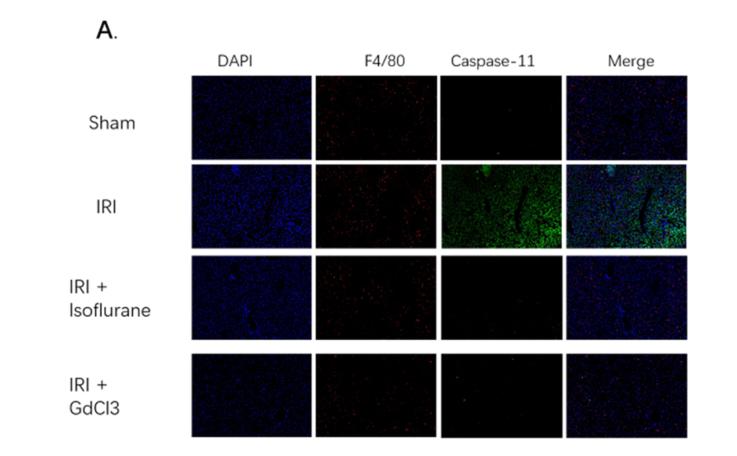 Caspase 4/11 Antibody - Fig.
