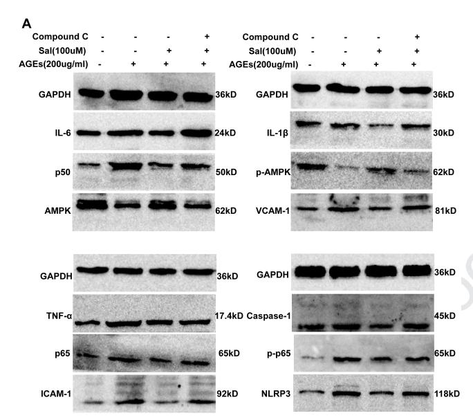 TNF-alpha Antibody - Fig.