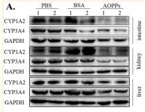 Cytochrome P450 3A4 Antibody - Fig.