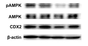 CDX2 Antibody - Figure 8
The levels of AMPK/CDX2 signaling pathway proteins in the mice colon.