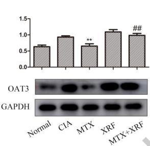 GAPDH Antibody - Figure 4.