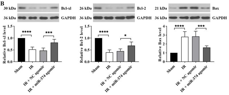 Bcl-2 Antibody - Fig.