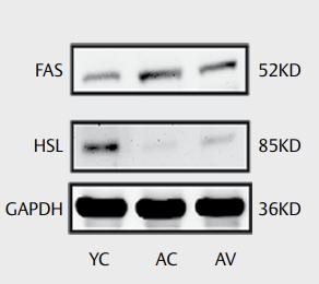 FAS Antibody - Fig.