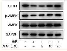 SirT1 Antibody - Figure 4
Western blot analysis and quantification of SIRT1 expression and AMPK activation in alveolar epithelial cells and H/R cells after treatment with different concentrations of MAF.